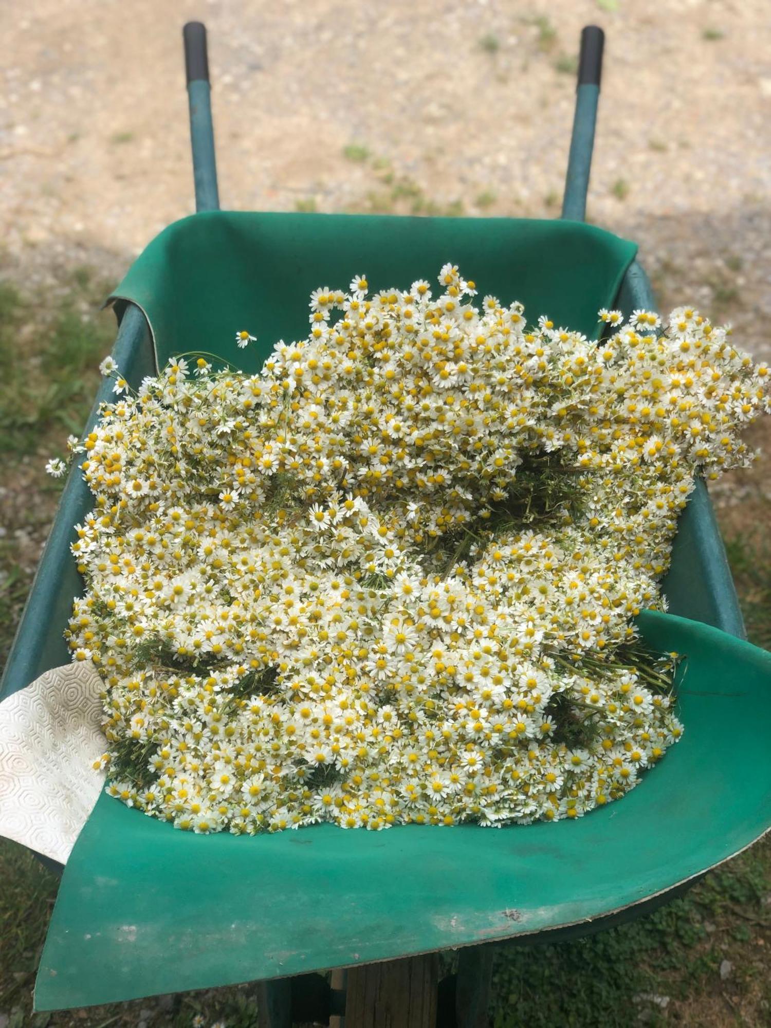 Ficulle La Casella Antico Feudo Di Campagna المظهر الخارجي الصورة